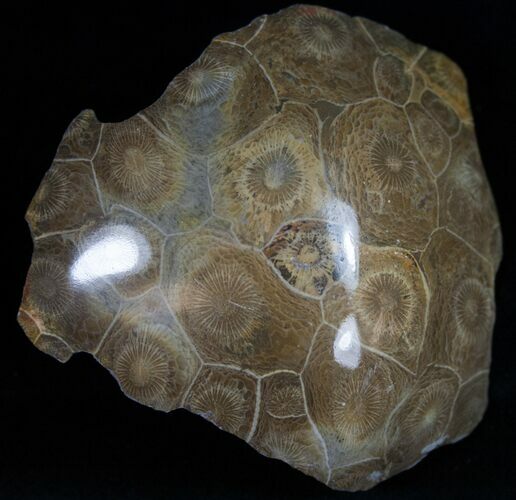 Polished Fossil Coral Head - Very Detailed #10378